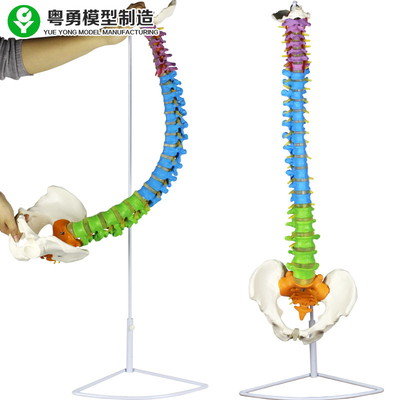 Omurga Pelvis Renk Bölgesi Tıbbi Omurga Modeli Sütun Anatomik 3.5 Kg