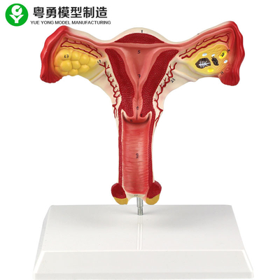İnsan Uterus Over Kadın Anatomik Modeli Vajinal Öğrencilerin Öğrenme