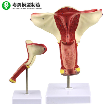 İnsan Uterus Anatomisi Modeli / Vajina Uterusu Yumurtalık Modeli Öğretim Gösterisi