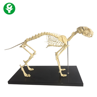 İskelet Doğal Kemik Hayvan Anatomisi Modelleri / Anatomik Kedi İskeleti Modeli