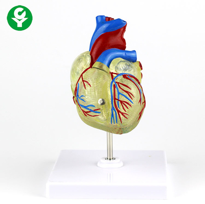 Gösteri için İnsan Yetişkin Tıbbi Kalp Modeli Şeffaf Plastik