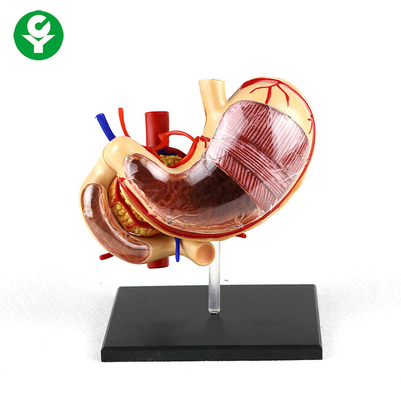0.5 kg PVC Gastrik Anatomi İnsan Vücudu Organları Modeli Okul Desteği Çıkarılabilir
