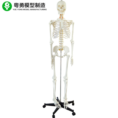 Tüm İnsan Vücudu İskeleti Modeli / Örnekler Anatomik İskelet Tam Boy