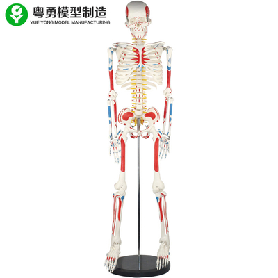Yetişkin insan vücudu iskelet modeli / insan kas ve iskelet anatomisi modeli