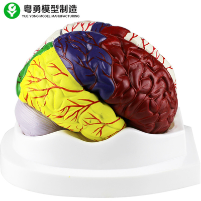 İnsan Beyin Anatomisi Modeli / Eğitici Plastik Beyin Modelleri PVC Malzemesi