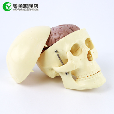 Orta Anatomi Kafatası Modeli / Beyin Anatomisi ile İnsan Plastik Kafatası