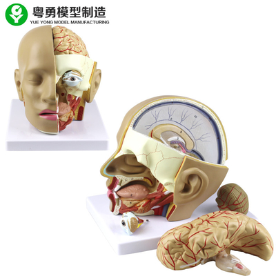 Plastik Anatomi Kafatası Modeli / Beyin ile PVC İnsan Başkanı Anatomi Modeli