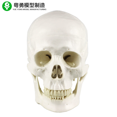 İnsan anatomisi kafatası modeli / anatomi türü yaşam boyutu tıbbi kafatası modeli