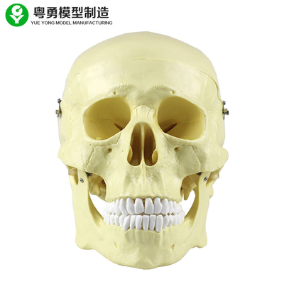 Kafa Anatomi Kafatası Modeli Plastik 20X14X20 Cm Tek Paket Boyut Yüksek Hassasiyet