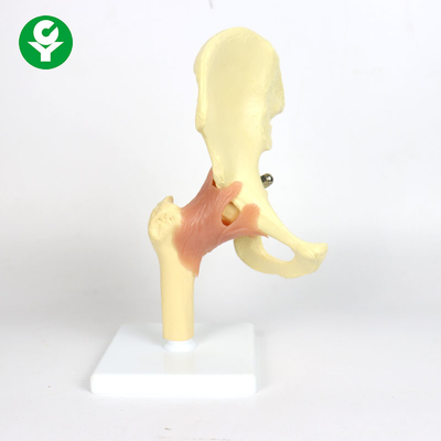 0.6 Kg Tek Brüt Ağırlık Öğretim İçin Plastik Anatomi Kalça Eklem Modeli