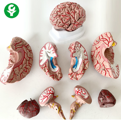8 Parça Beyin Anatomisi Modeli Tıp Bilimi Konu İnsan Yaşam Boyutu 1.5 Kg