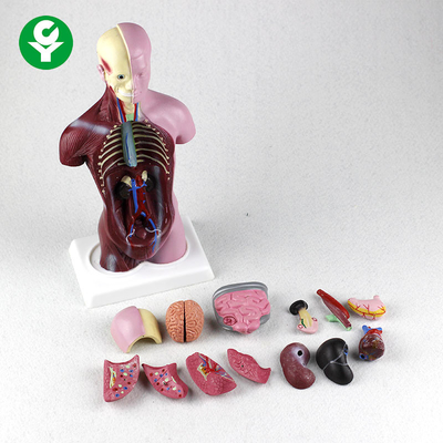 PVC Anatomi Fizyolojisi Vücut Mini Torso Modeli 12X6X28 CM Karton Ambalaj