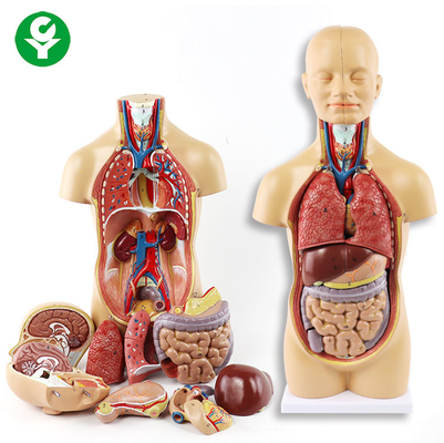 Eğitim İnsan Vücudu Torso Modeli 50 cm 12 parçaları 52X18X18 Cm Tek Paket Boyutu