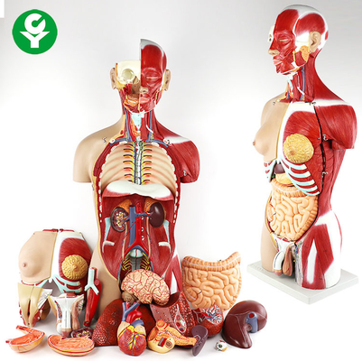 27 Parça Anatomik Tıbbi Torso Modeli 14.0 Kg Tek Brüt Ağırlık Çift Seks