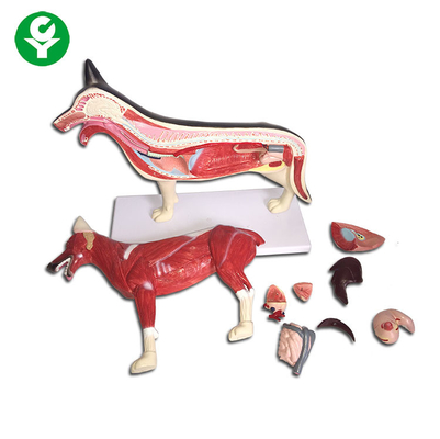 Köpek Şekil Hayvan Anatomi Modelleri Tüm Vücut Akciğer Kalp Karaciğer Mevcut