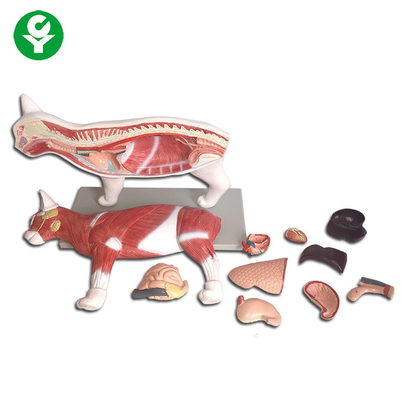 Gerçekçi Hayvan Kedi Anatomisi Modeli Tıp Bilimi Eğitimi 40 * 16 * 35.5 cm