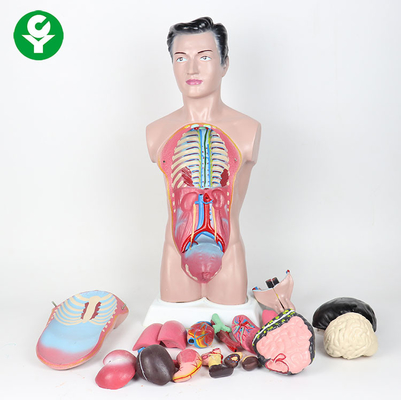 44cm Yüksek İnsan Vücudu Torso Modeli / Anatomi Erkek Anatomisi Modeli 3.0 Kg