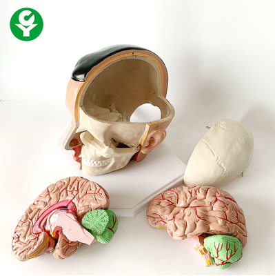 Yapısal Beyin Anatomisi Modeli Kranial Arter Anatomik 20X18X18 Cm Paketi