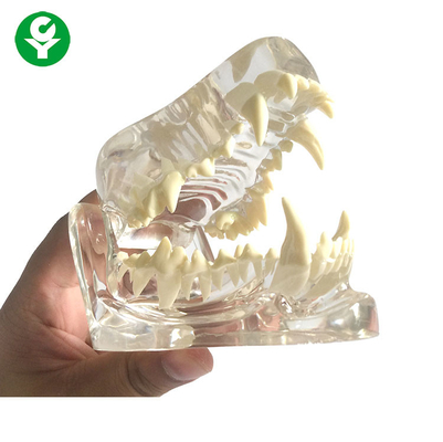 Anatomi Köpek Kafatası Çene Kemik Şeffaf / Diş Köpek Dişleri Modeli PVC Malzeme