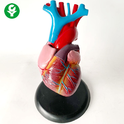 Anatomi İnsan Vücudu Organları Modeli / Kalp Eğitimi Viseral Organ Sistemi Modeli