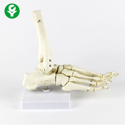 Sağ Ayak İnsan Eklemleri Modeli Metacarpal Beyaz Renk Çok Fonksiyonlu